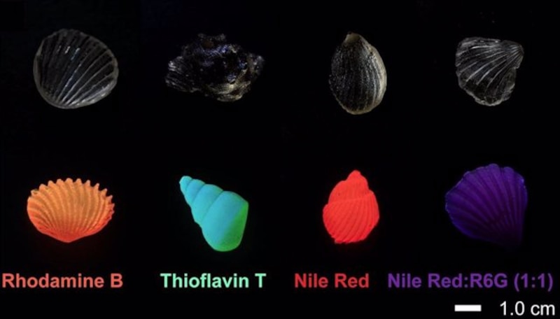 Moluscos fluorescentes bajo luz ultravioleta