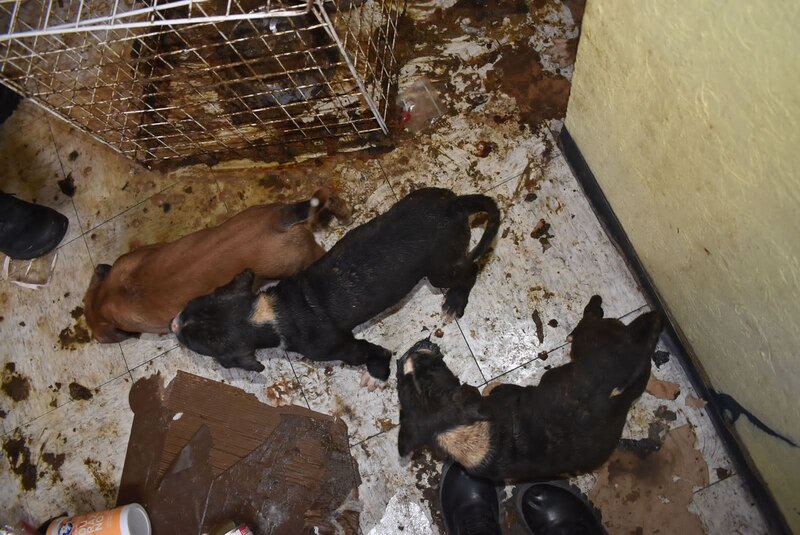 Perritos rescatados de condiciones de abandono y maltrato