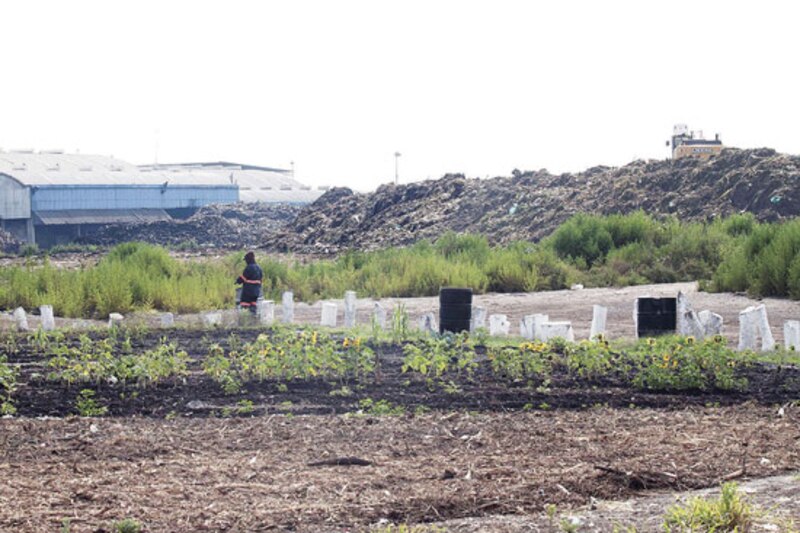 Cultivo de alimentos en un terreno contaminado