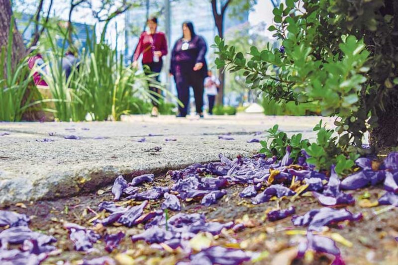 Jacarandas en flor