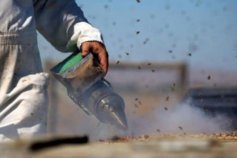 Apicultor usando un ahumador para calmar a las abejas