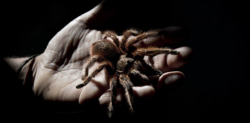 Una tarántula en la mano de una persona