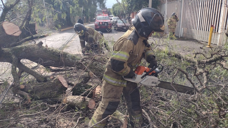 Bomberos cortan un árbol caído en la calle