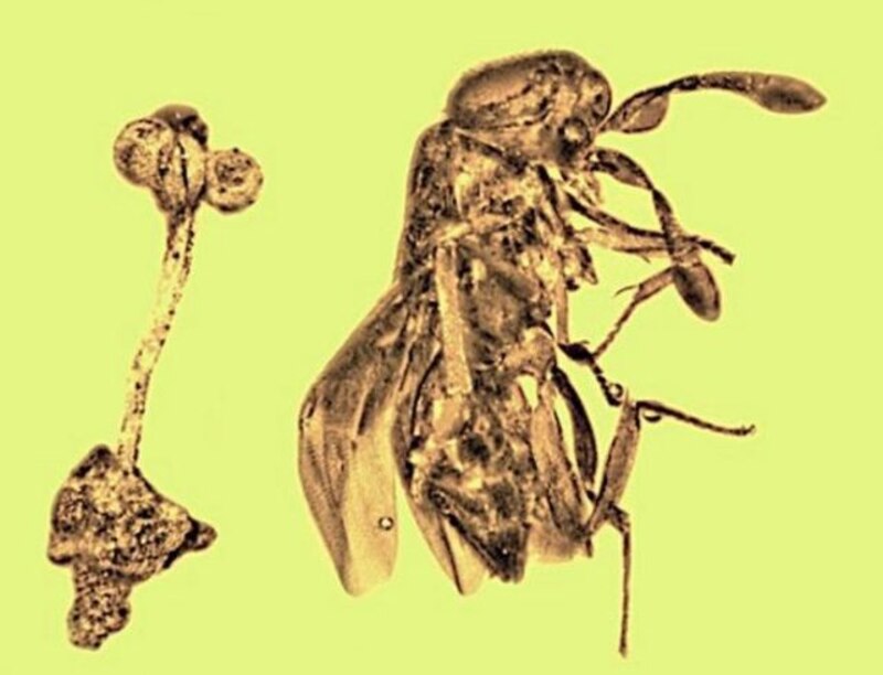 Insectos atrapados en ámbar
