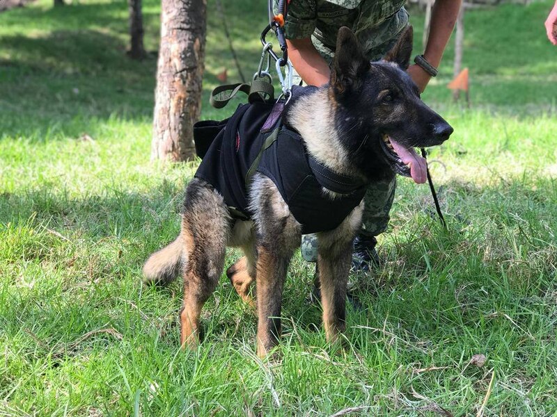 Perro policía entrenado