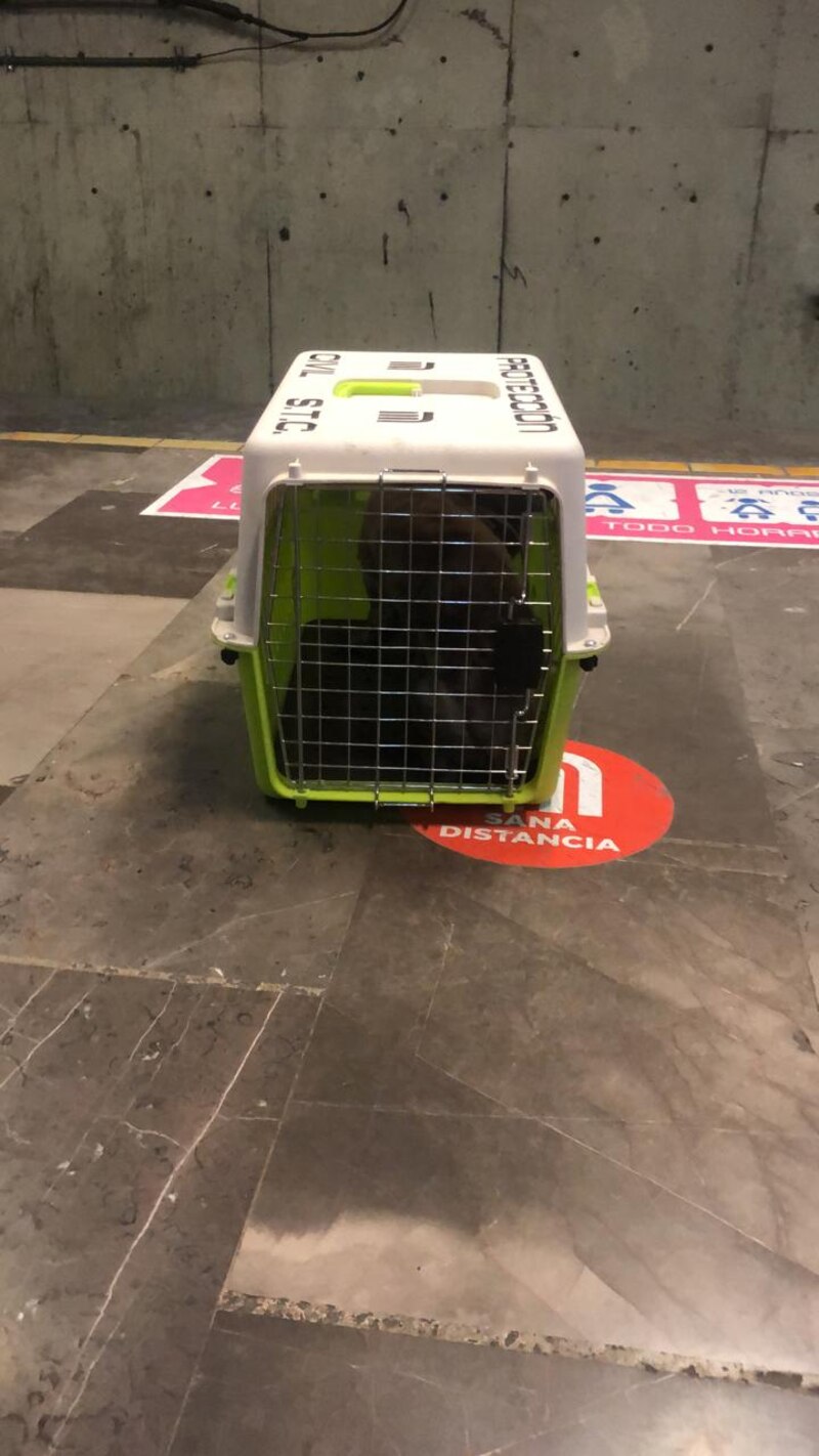 Perro enjaulado