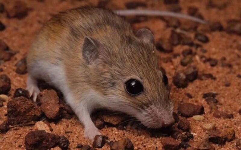 Ratón australiano de campo