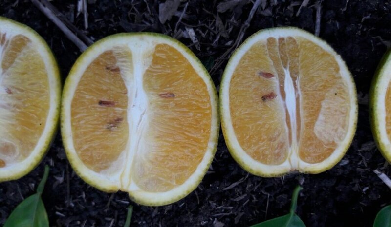 Naranjas cortadas a la mitad