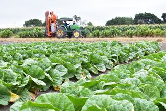 Tamaulipas, líder nacional en agricultura y exportación de ganado