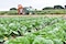 Tamaulipas, líder nacional en agricultura y exportación de ganado