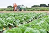 Tamaulipas, líder nacional en agricultura y exportación de ganado