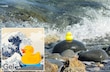 Fuertes pegamentos subacuáticos inspirados en la naturaleza y diseñados con IA