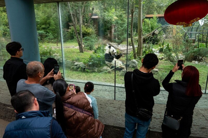 Un grupo de personas observa a un panda gigante en un zoológico
