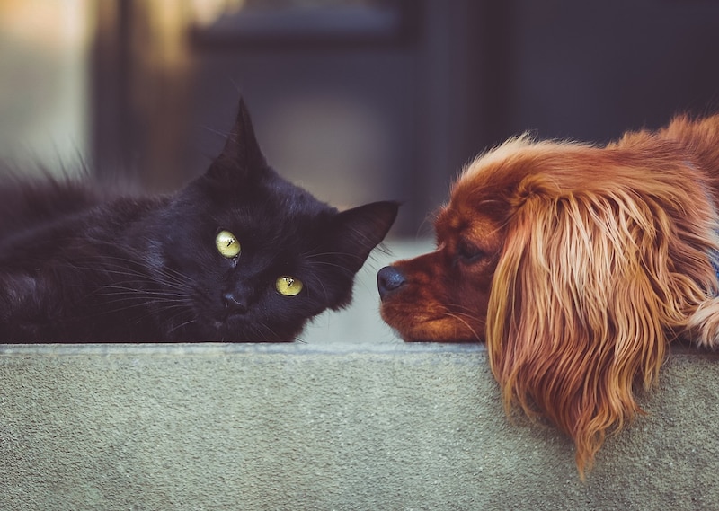 Perro y gato, mejores amigos