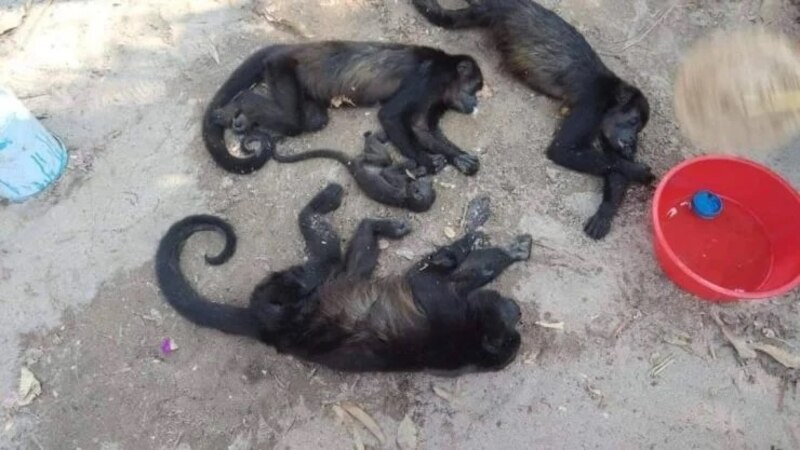 Monos durmiendo en el suelo