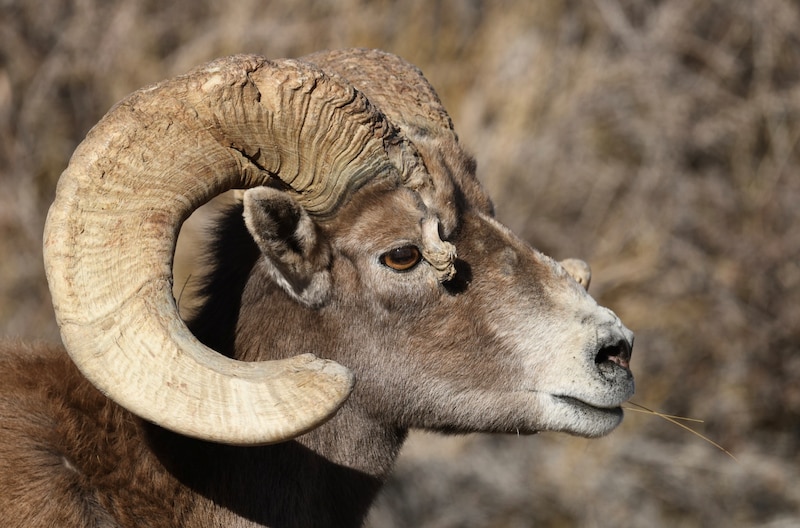 Carnero salvaje en el desierto