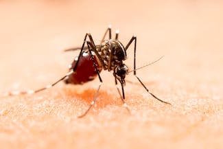 Dengue baja casi 90% en Jalisco; el estado sale del primer lugar nacional