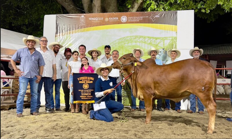 Sementales de la raza Sindi premiados en Tabasco