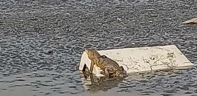 Cocodrilo tomando el sol sobre una tabla en el agua