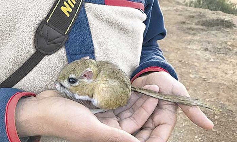 Una rata canguro en las manos de un hombre