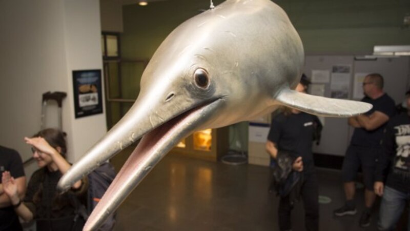 El pez remo, un animal marino poco conocido