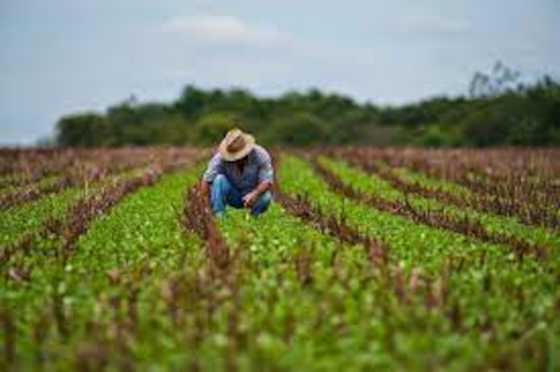 Agricultor inspeccionando su cultivo