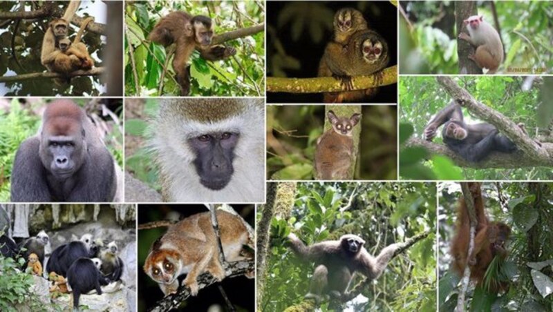 Tipos de monos