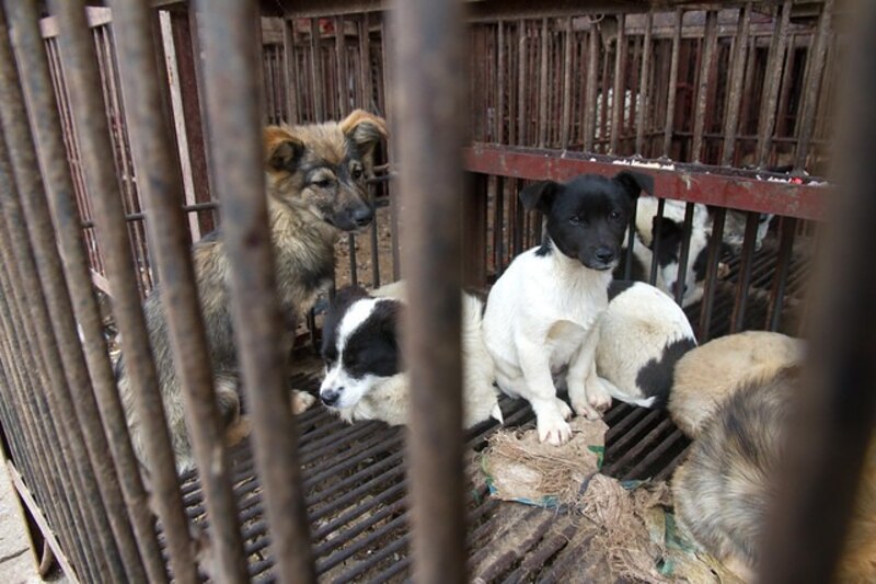 Perros enjaulados en un mercado de carne de perro en China