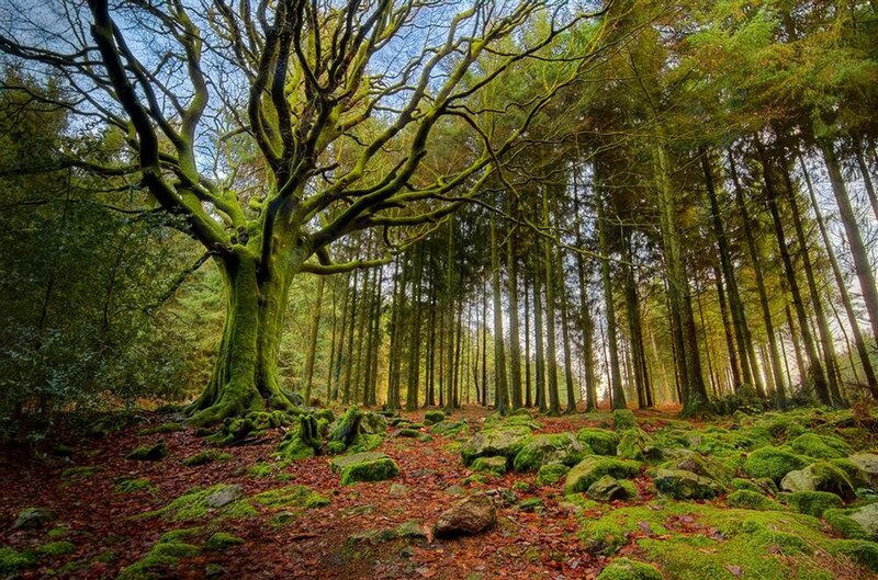 Un árbol grande y viejo en un bosque