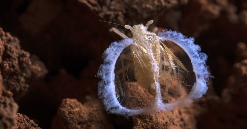 La ninfa de la mosca blanca