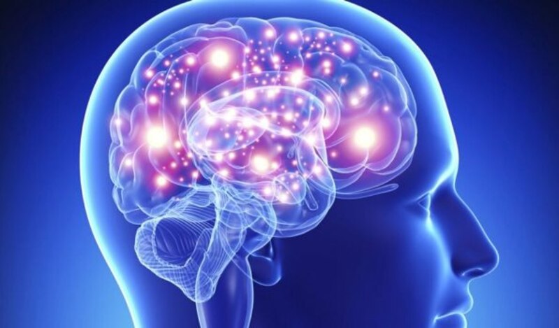 Cerebro humano