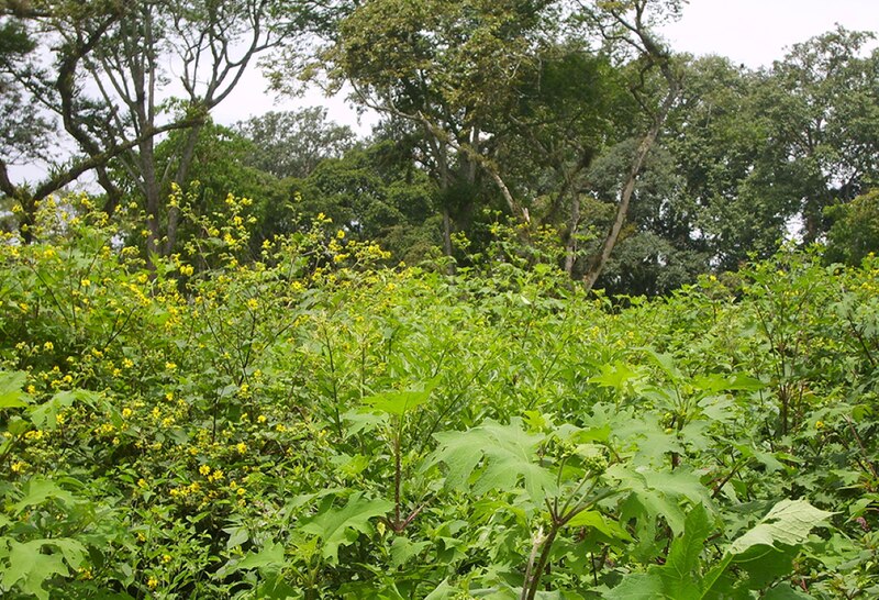 Vegetación en la selva