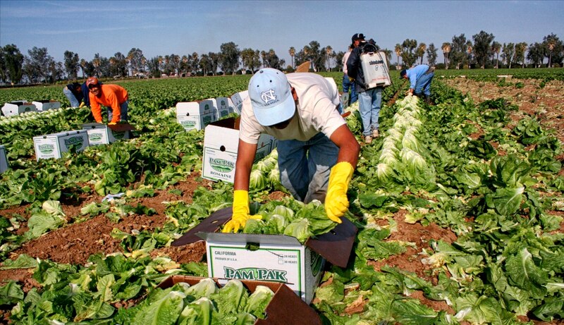 Cosecha de lechuga en California