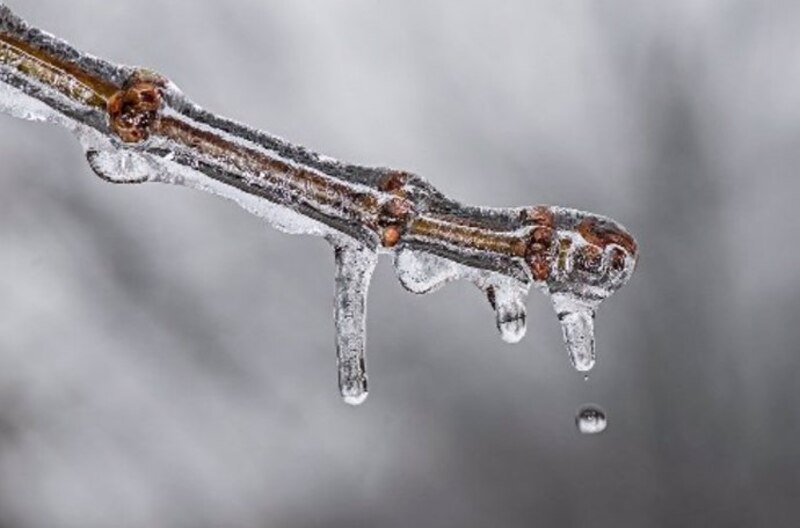 Ramas de árbol cubiertas de hielo