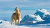 Reconstruyen la historia de los perros de trineo de Groenlandia a través de su genoma