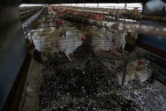 Igualdad Animal: 140 millones de aves eliminadas por influenza aviar en granjas del mundo