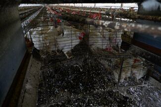 Igualdad Animal: 140 millones de aves eliminadas por influenza aviar en granjas del mundo