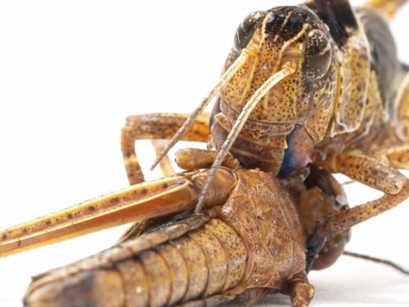 Saltamontes depredador