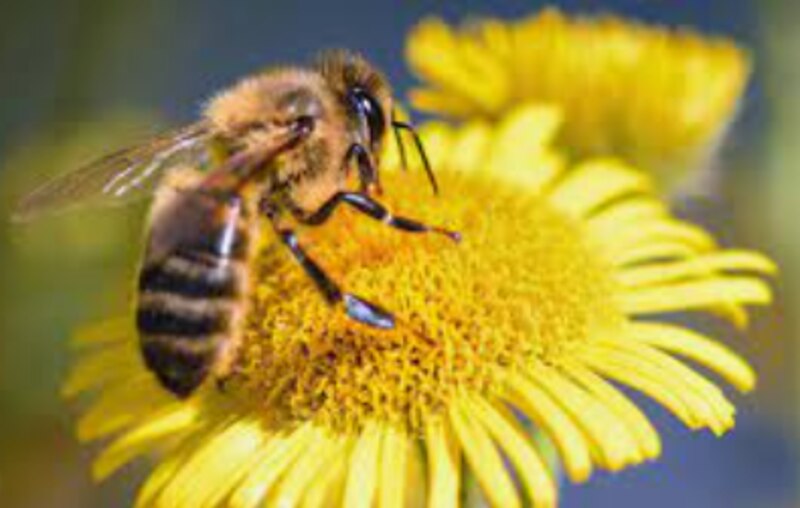 Abeja polinizando una flor