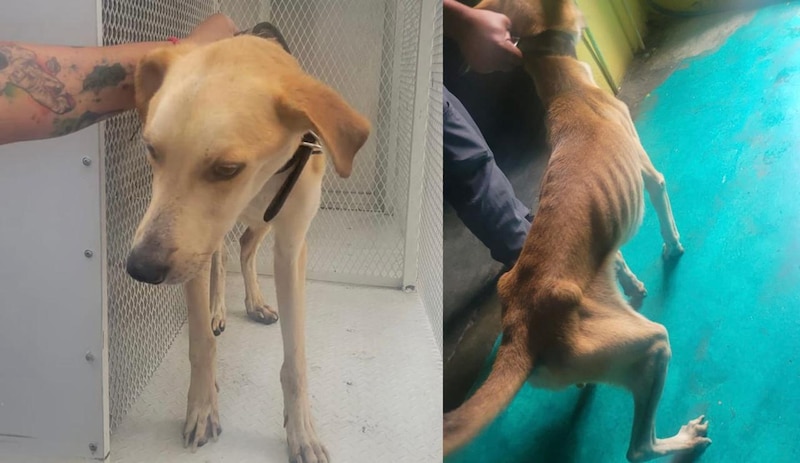 La transformación de un perro desnutrido a uno saludable