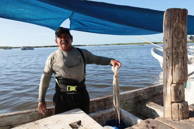 Pesca de pulpo en las costas de Yucatán La temporada de pulpo 2025 dejó más de 25 mil toneladas capturadas y una derrama económica superior a los mil 700 millones de pesos