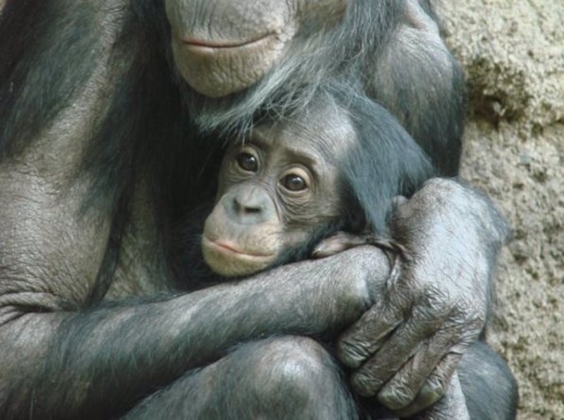 Chimpancé abrazando a su bebé