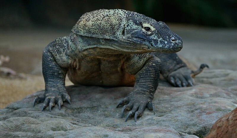 Dragón de Komodo