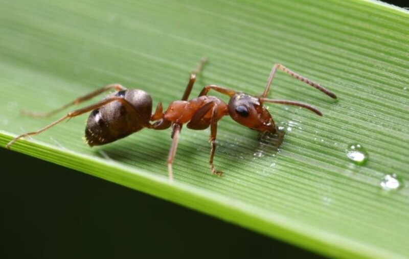 Hormiga roja sobre una hoja verde