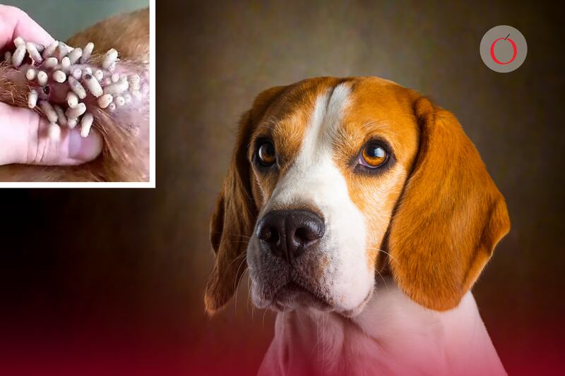 Alerta en México: el gusano barrenador avanza en perros y gatos; así puedes detectarlo a tiempo