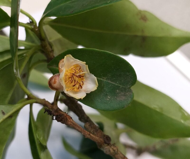 Flor de manzano