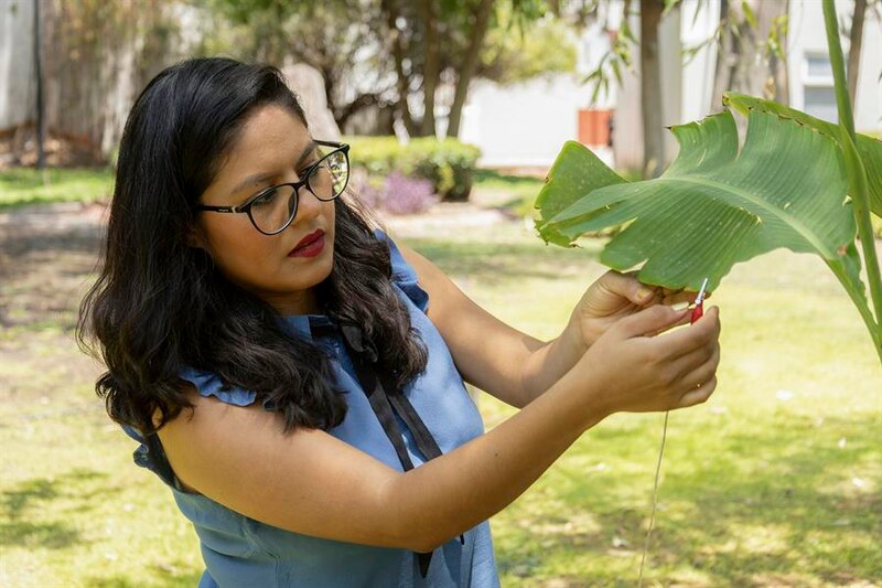 Científica mexicana descubre nueva especie de planta