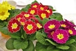 Las claves a saber sobre las plantas ornamentales