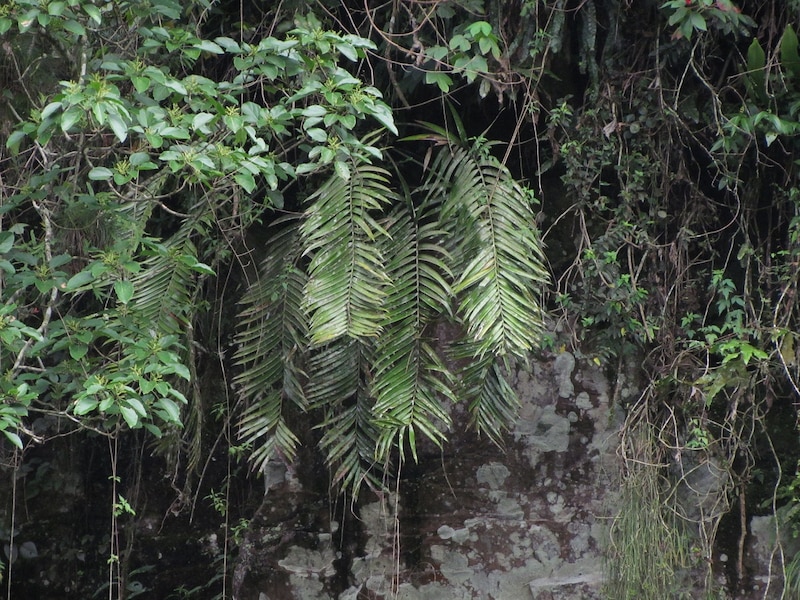 Helechos en la selva
