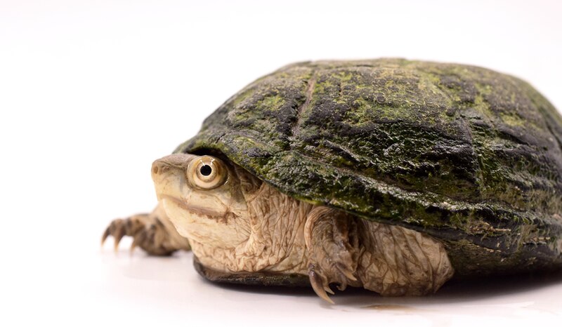 Tortuga de caparazón blando